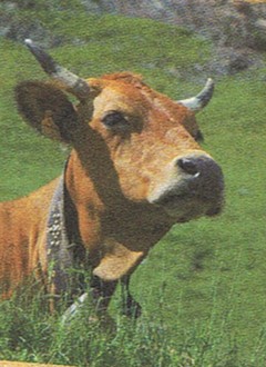 image de vache