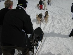 chiens colonne