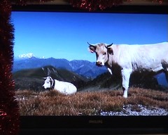 image de vaches